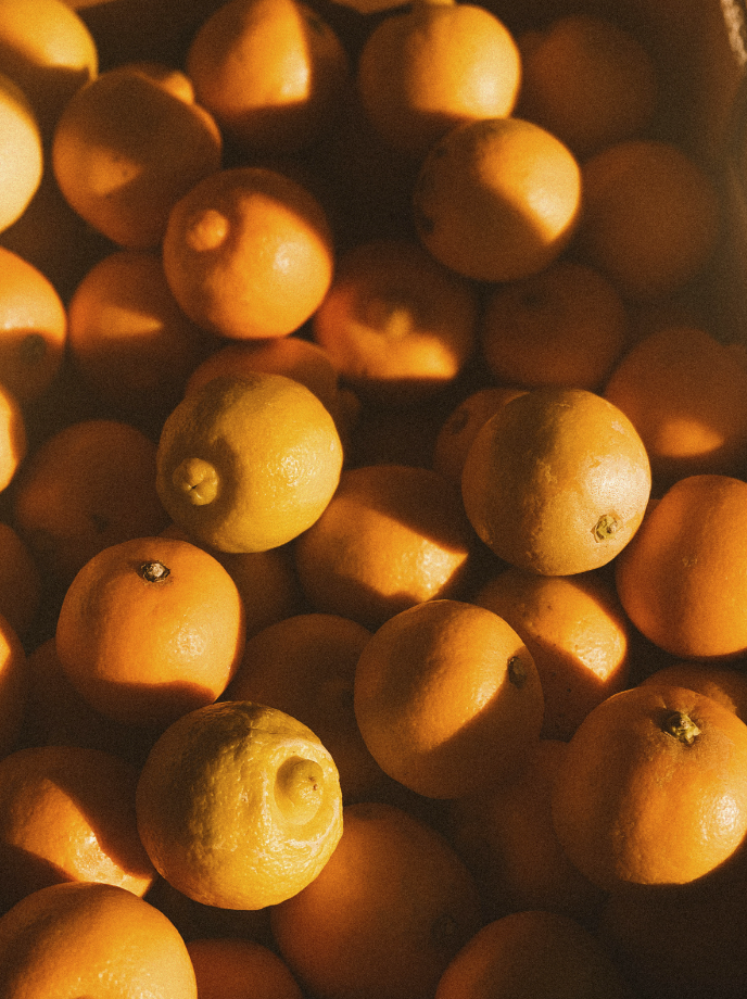 Sand + Paws Golden Citrus 12 oz scented candle