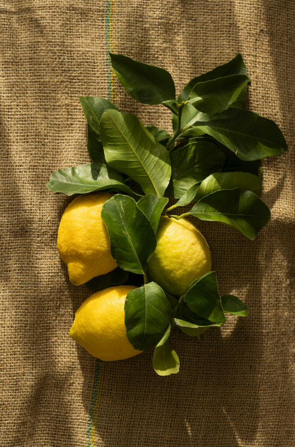 Sand + Paws Olive Lemon 12 oz scented candle