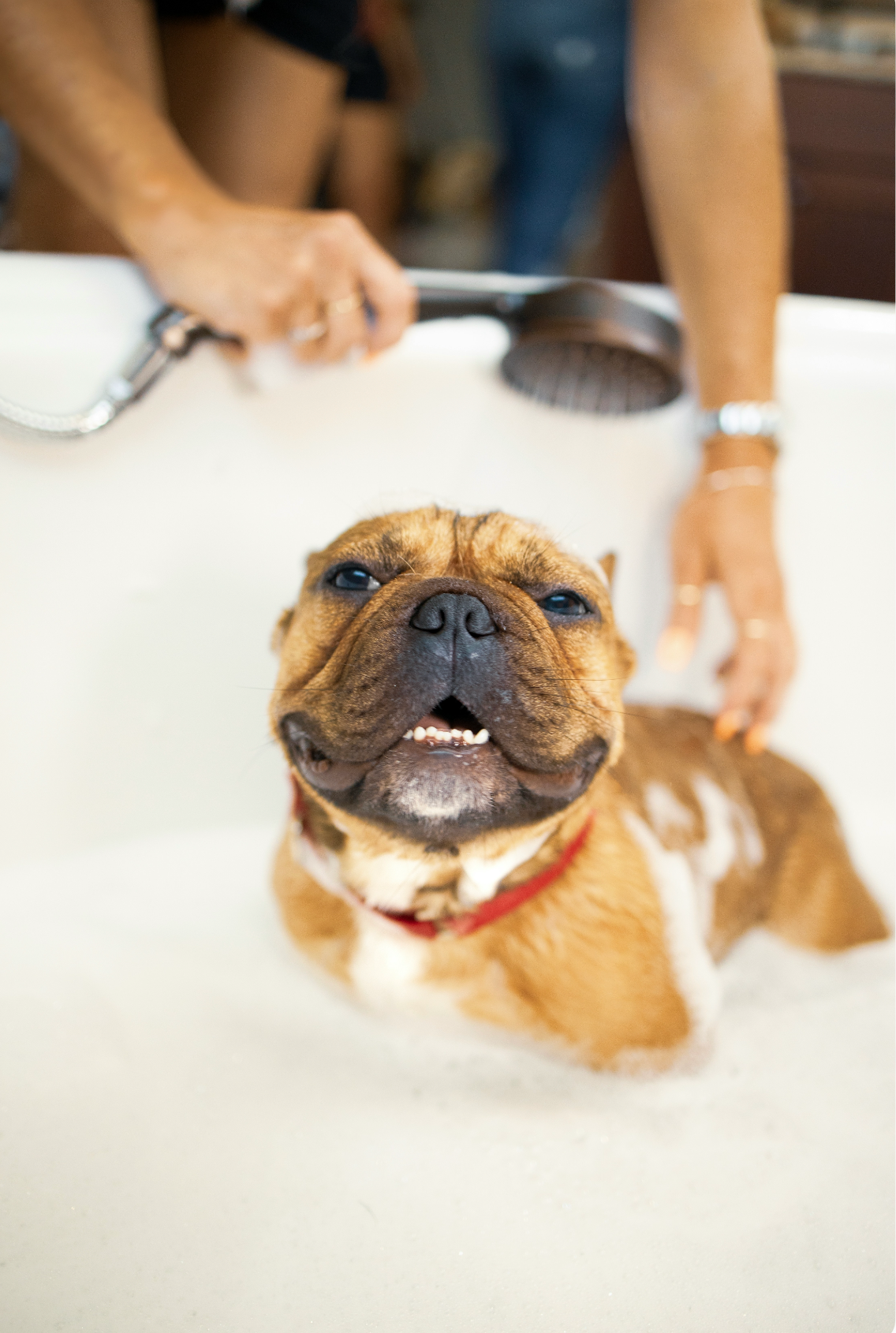 Sand + Paws Pet Shampoo & Conditioner - Baby Powder